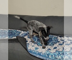 Australian Cattle Dog Puppy for Sale in LAURENS, South Carolina USA