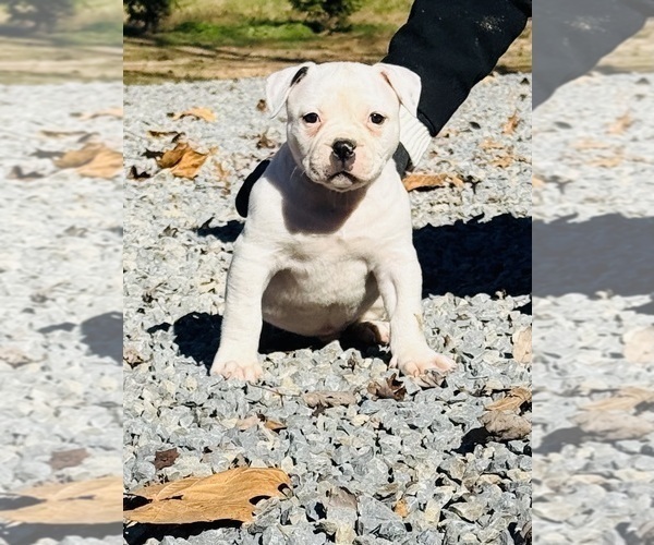 Medium Photo #1 American Bulldog Puppy For Sale in COLUMBIA, KY, USA