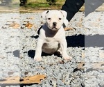 Puppy Male 2 American Bulldog