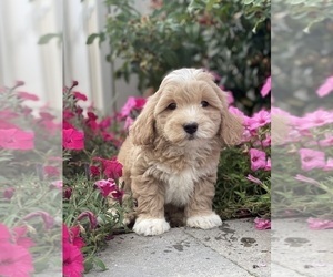Coton de Tulear-Poodle (Toy) Mix Puppy for sale in CANOGA, NY, USA