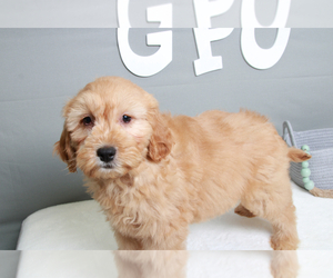 Goldendoodle (Miniature) Puppy for sale in MARIETTA, GA, USA