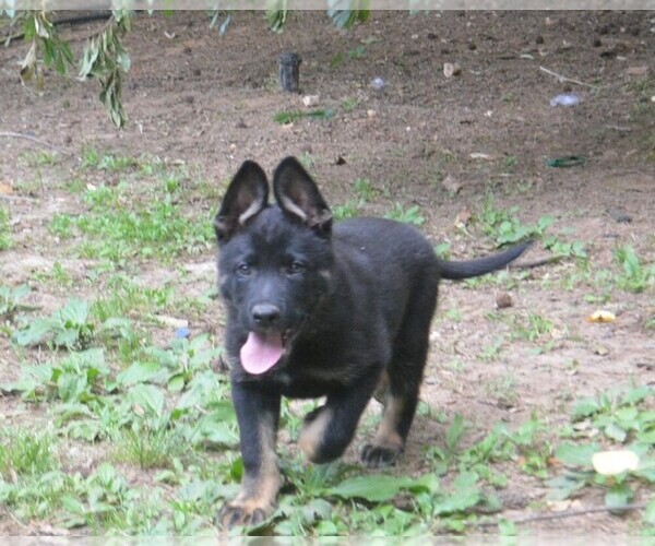 Medium Photo #4 German Shepherd Dog Puppy For Sale in POWDER SPRINGS, GA, USA