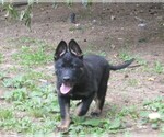 Small #3 German Shepherd Dog