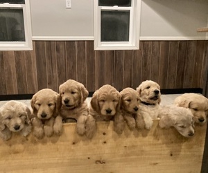 Goldendoodle Puppy for sale in KENYON, MN, USA