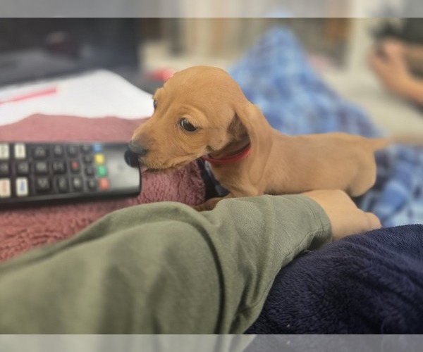 Medium Photo #19 Dachshund Puppy For Sale in ALTOONA, PA, USA