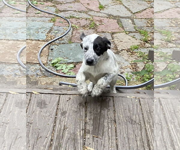 Medium Photo #2 Mutt Puppy For Sale in Garden City, NY, USA