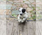 Small #1 Mutt