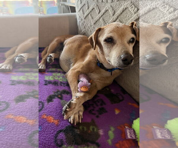 Medium Photo #3 Chiweenie Puppy For Sale in Queen Creek, AZ, USA