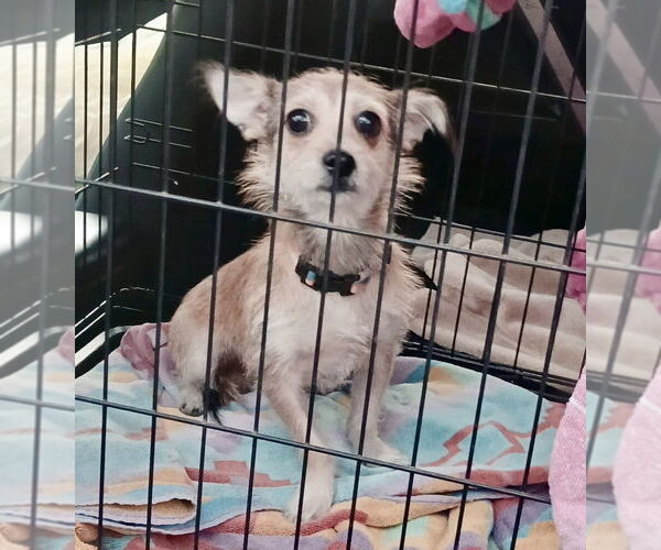 Medium Photo #3 Rat Terrier-Unknown Mix Puppy For Sale in Oak Bluffs, MA, USA