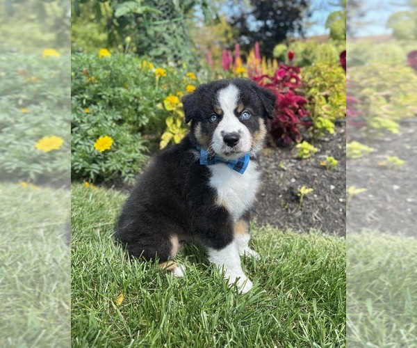 Medium Photo #7 Miniature Australian Shepherd Puppy For Sale in NOBLESVILLE, IN, USA
