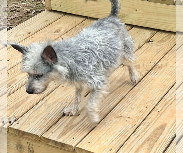 Medium Photo #3 Mutt Puppy For Sale in Lakemont, GA, USA