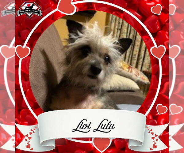 Medium Photo #3 Mutt Puppy For Sale in San Antonio, TX, USA