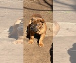 Small #8 Cane Corso