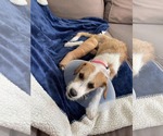 Small #2 Mutt