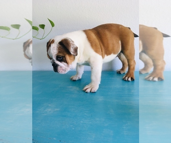 Medium Photo #2 Bulldog Puppy For Sale in GLENDALE, AZ, USA