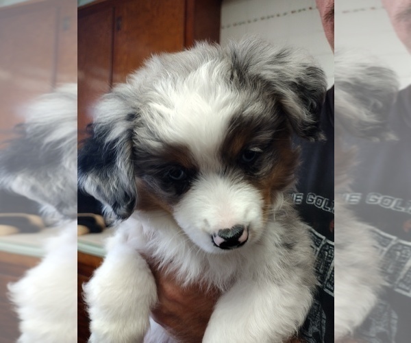 Medium Photo #8 Miniature Australian Shepherd Puppy For Sale in LA MIRADA, CA, USA