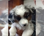 Small #7 Miniature Australian Shepherd