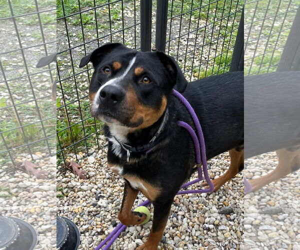 Medium Photo #1 Mutt Puppy For Sale in Jackson , NJ, USA