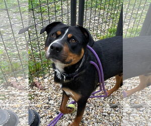Mutt Dogs for adoption in Jackson , NJ, USA