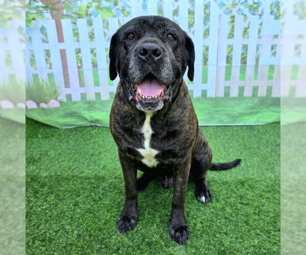 Medium Photo #1 Mastiff Puppy For Sale in Long Beach, CA, USA