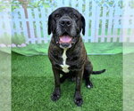 Small Mastiff