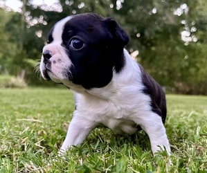 Boston Terrier Puppy for sale in GARFIELD, AR, USA