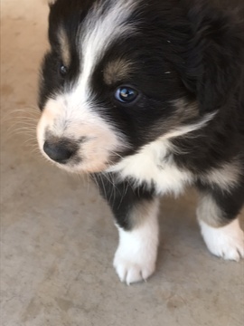 Medium Photo #1 Australian Shepherd Puppy For Sale in SHALLOWATER, TX, USA