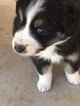 Small Photo #1 Australian Shepherd Puppy For Sale in SHALLOWATER, TX, USA