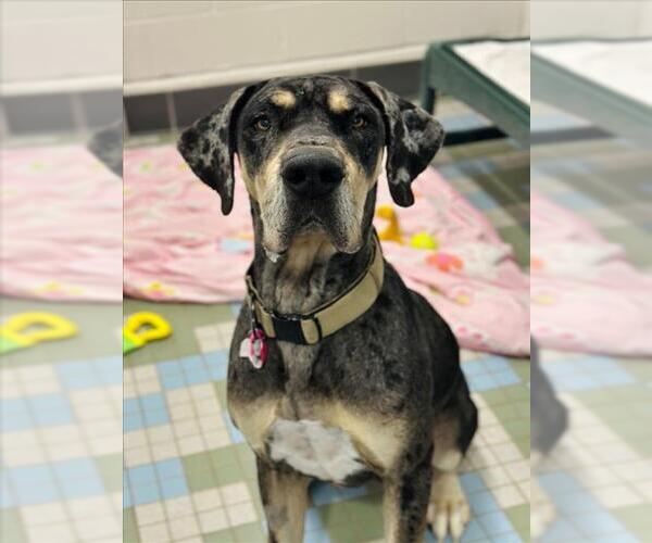 Medium Photo #1 Great Dane Puppy For Sale in Fort Collins, CO, USA