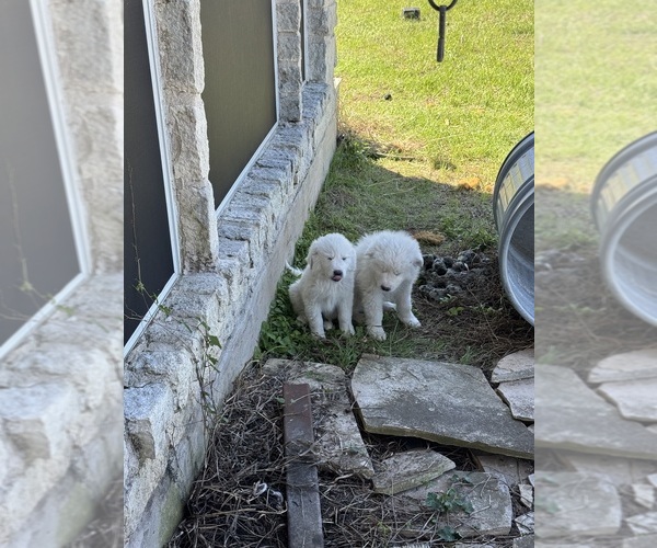 Medium Photo #5 Great Pyrenees Puppy For Sale in CREEDMOOR, TX, USA