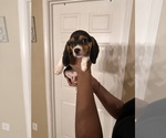 Puppy Penny Beagle