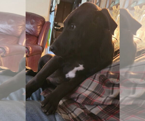 Medium Photo #2 Doberman Pinscher-Unknown Mix Puppy For Sale in Lake Forest, CA, USA