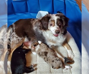 Father of the Australian Shepherd puppies born on 01/13/2020