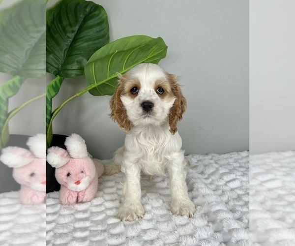 Medium Photo #1 Cocker Spaniel Puppy For Sale in FRANKLIN, IN, USA