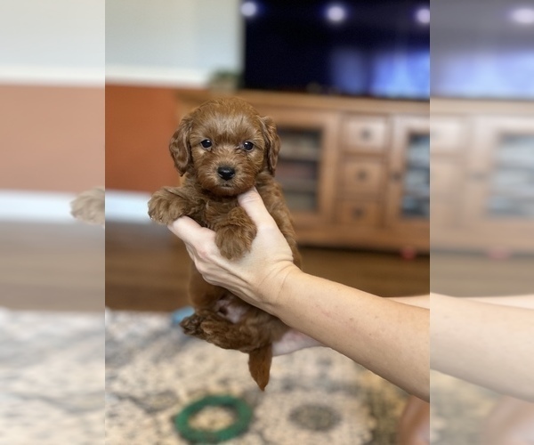 Medium Photo #3 Miniature Labradoodle Puppy For Sale in BRADENTON, FL, USA