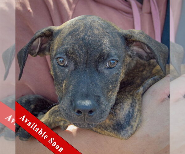 Medium Photo #1 American Staffordshire Terrier-Boxer Mix Puppy For Sale in Huntley, IL, USA