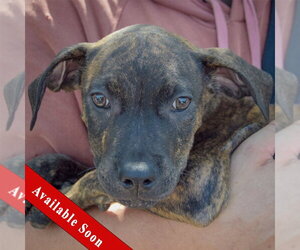 American Staffordshire Terrier-Boxer Mix Dogs for adoption in Huntley, IL, USA