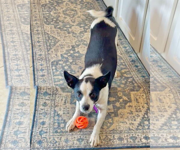 Medium Photo #7 Rat Terrier-Unknown Mix Puppy For Sale in Corona, CA, USA
