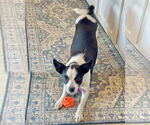 Small #6 Rat Terrier Mix