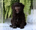 Small Shih-Poo
