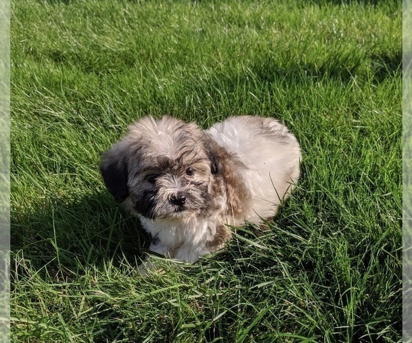 Medium Photo #2 Zuchon Puppy For Sale in FREDERICKSBURG, OH, USA