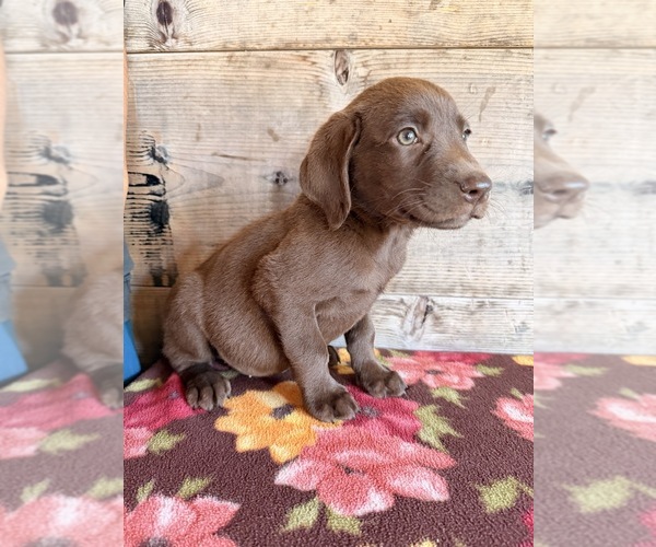 Medium Photo #19 Labrador Retriever Puppy For Sale in VERMONTVILLE, MI, USA