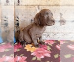 Small #18 Labrador Retriever