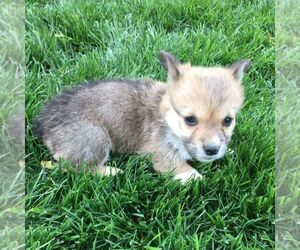Pembroke Welsh Corgi Puppy for sale in HAVEN, KS, USA
