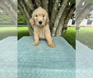 Goldendoodle Puppy for sale in MURFREESBORO, TN, USA