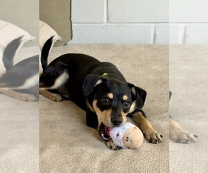 Orville - Male Chihuahua-Unknown Mix Dog for Adoption - Photo #4