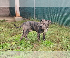 American Staffordshire Terrier Dogs for adoption in Springfield, MA, USA