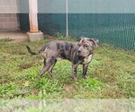 SPOT - Male American Staffordshire Terrier Dog for Adoption - Small photo