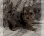 Small #6 Yorkshire Terrier