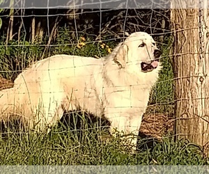 Father of the Great Pyrenees puppies born on 04/15/2019